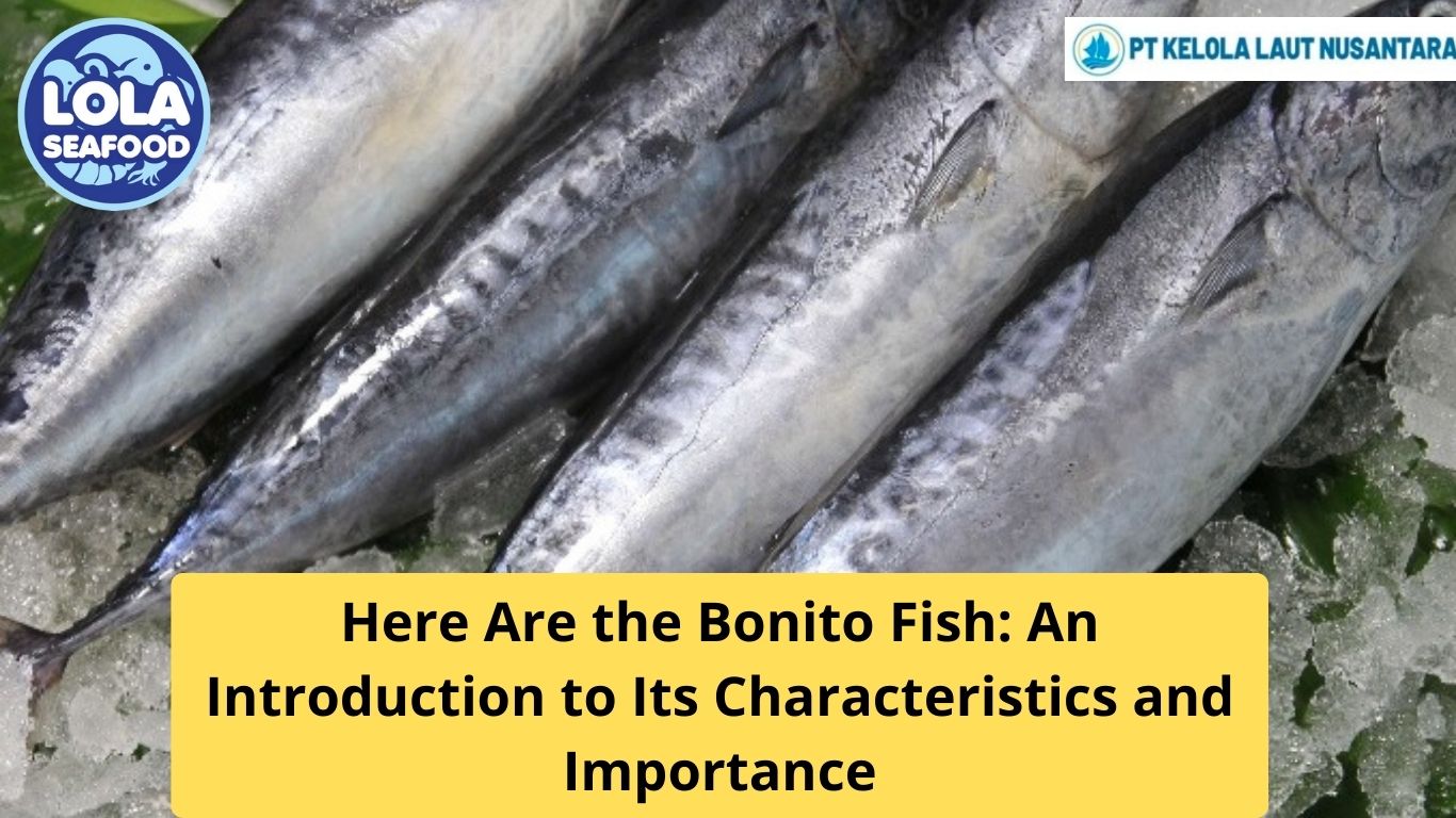 Here Are the Bonito Fish: An Introduction to Its Characteristics and Importance